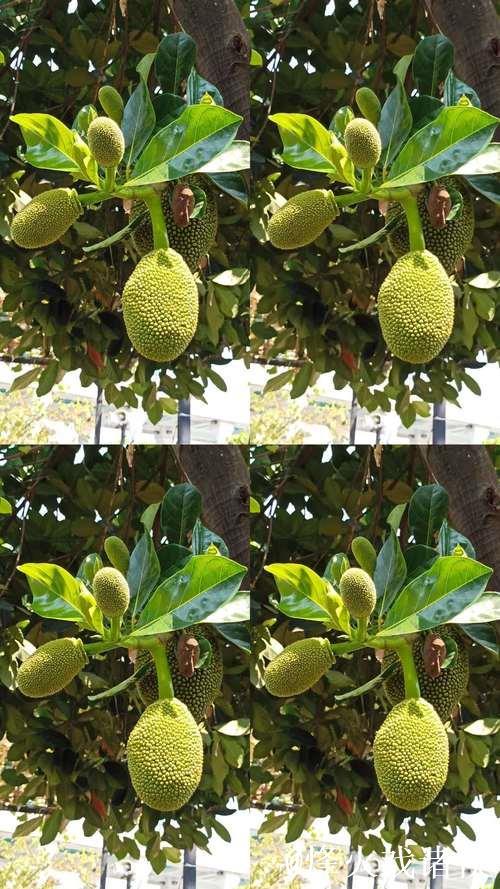 菠萝蜜视频网：高清影视精彩不停